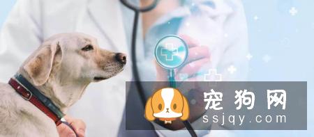 绝育和不绝育各有利弊,到底要不要给毛孩绝育呢?