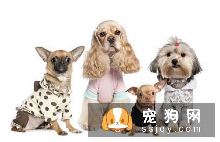 狗狗突然在家里乱尿的5个原因,你中枪了没!