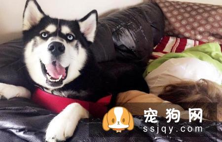 狗狗打什么疫苗？狗狗接种疫苗的年龄和流程