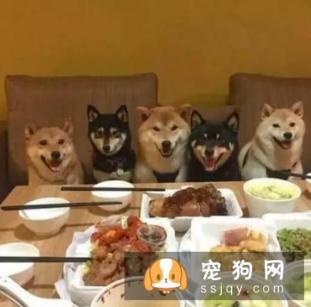 狗狗叹气是什么原因？