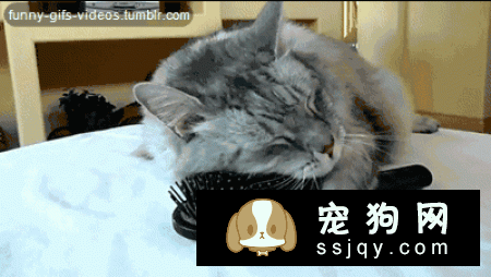 猫咪狗狗喜欢的“摸头杀”，还有一层别的意义！