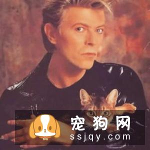 为什么养猫的男生值得交往？