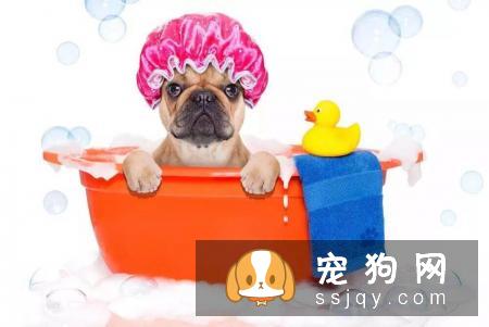 这些养宠误区，快来看看你中过几条?