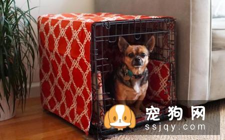 养狗狗需要做哪些准备？准备养狗要懂得那些事