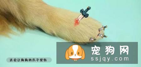 最伤的7种养狗方式，你做过几种？