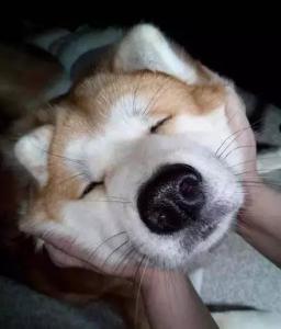 狗狗的胡须有什么用？可以剪吗？