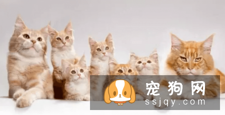什么宠物认主，最认主的宠物排行榜