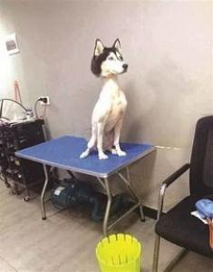 什么宠物认主，最认主的宠物排行榜