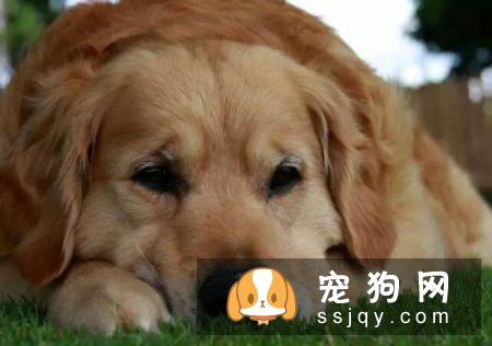 狗狗脸肿胀怎么办？先弄清楚原因才能对症下药！