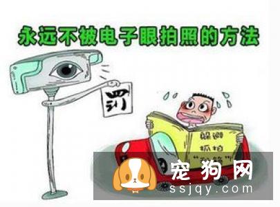 宠物主人对宠物进行安乐死,需要付出很大的勇气,请善待那些小生命。
