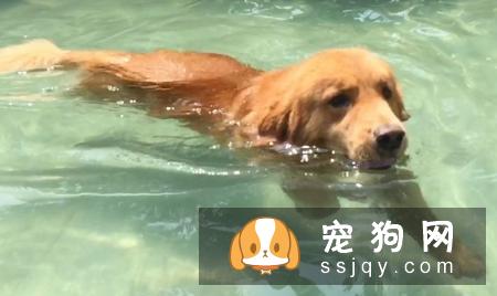 如何教自己家的金毛学会游泳呢？