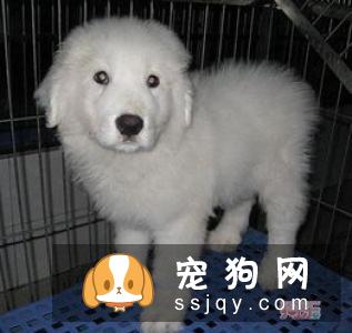 初次养狗需要注意十大事项 让狗狗健康成长的十大要点