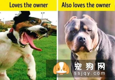 你真的了解你的狗狗吗?10个养狗误区