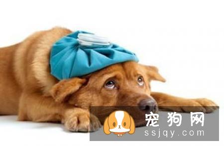 狗得了细小怎么治 狗狗细小病毒怎么检测和预防？
