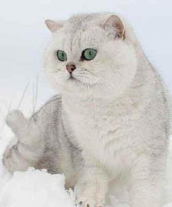 如何区分英国短毛猫和美国短毛猫？美短和英短有什么区别？