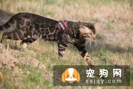 出门遛狗的时候，为什么要给它带牵引绳？