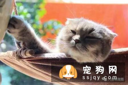 狗狗和猫咪在饮食上原来有这么多不同！