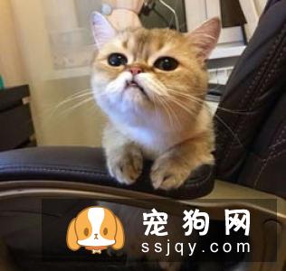 怎么才能不让猫咪叫你起床？