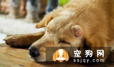 狗狗脸肿胀怎么办？先弄清楚原因才能对症下药！