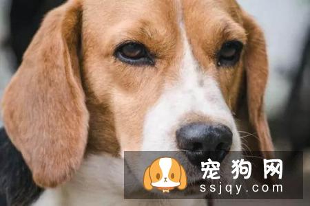狗狗脸肿胀怎么办？先弄清楚原因才能对症下药！