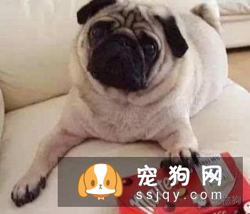 狗狗不是什么东西都能吃的,会危害它的身体健康哦。宠仔圈