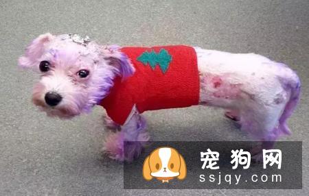 别拿无知当真爱，这种行为会害死你的狗