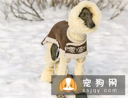 宠物究竟需不需要穿衣服呢?答案:万事无绝对嘛当然,除了你家娃很可爱