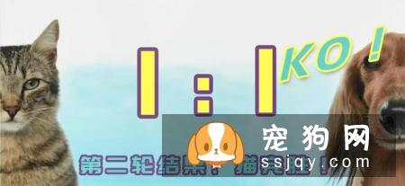 狗狗智商VS猫咪智商，究竟谁比较聪明？