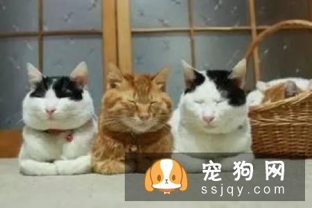 如何给缅因猫梳理毛发 猫咪的梳理方法和步骤