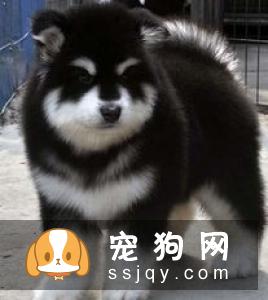 怎样让宠物狗保持身体健康