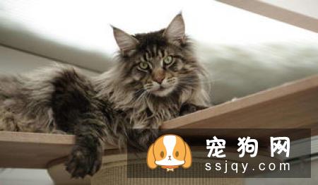 缅因猫都吃什么 给缅因猫为什么吃有益健康