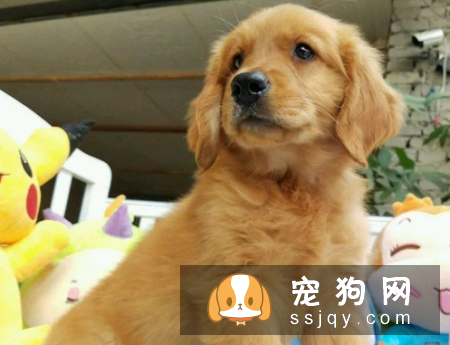 金毛为什么会吐毛，导致金毛呕吐的原因有哪些?