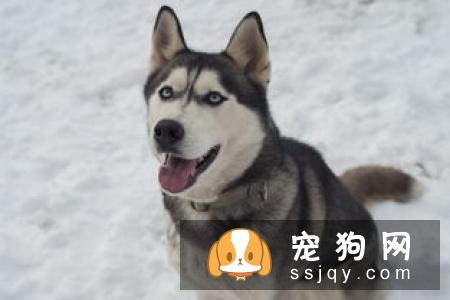 狗狗脸肿胀怎么办？先弄清楚原因才能对症下药！