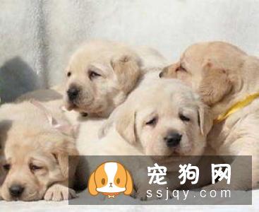 个人训练狗狗上厕所方法心得,简单实用