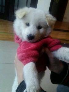 犬瘟热是什么，教你全面了解犬瘟热！