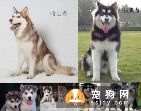 怎么区分哈士奇和阿拉斯加犬？