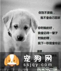 不适合养狗狗的人有哪些？