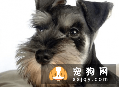 什么宠物狗养的人最多？宠物狗热度排行榜！