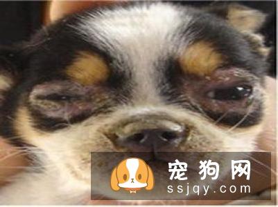 犬瘟热是什么，教你全面了解犬瘟热！