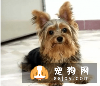 有哪些宠物比较粘人，排名前20的粘人宠物排行榜！