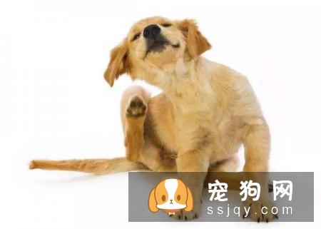 夏季警惕狗狗皮肤瘙痒，来看这些治疗方法！