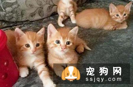 领养宠物需要注意些什么？