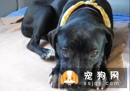 如果狗狗患上抑郁症，你该如何治愈它？