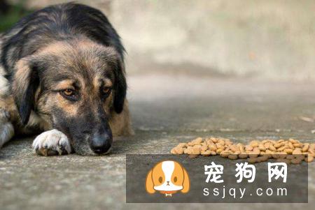 狗狗饮食禁忌：这些东西狗狗绝对不能吃
