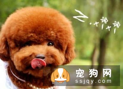 狗狗的鼻子褪色是什么原因？