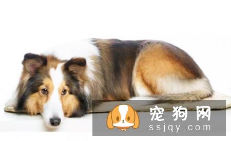 狗狗边尿尿出浅粉色的尿液,排尿却尿不出来,怎么回事?