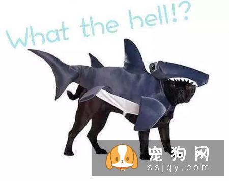 宠物究竟需不需要穿衣服呢?答案:万事无绝对嘛当然,除了你家娃很可爱