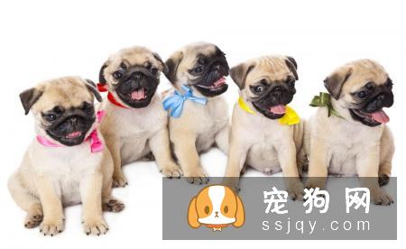 如何挑选聪明的狗狗，挑选聪明易训狗狗的四个关键点!
