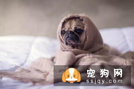 秋冬季节宠物换毛期，宠物店应该注意什么？