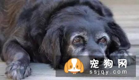 宠物衰老都有哪些症状，应该怎么养护？